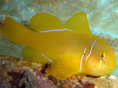 Gobiodon citrinus